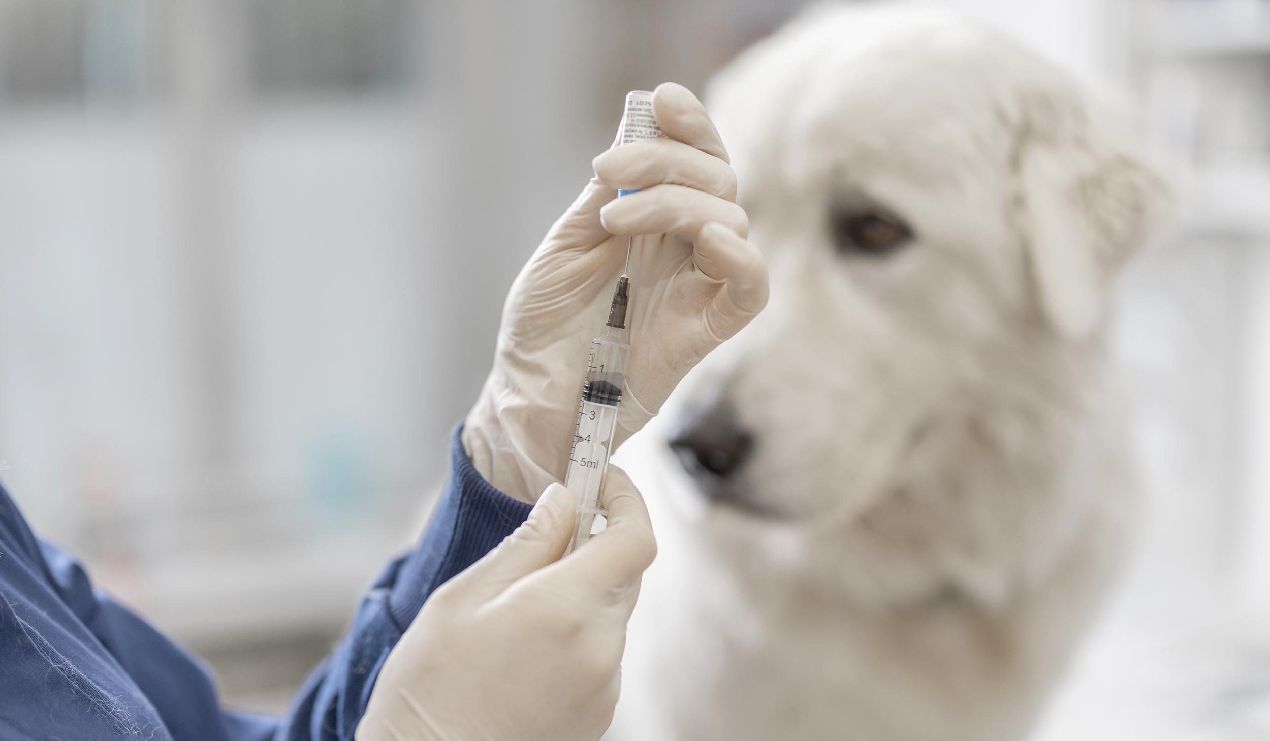 Calendário de vacinação antirrábica