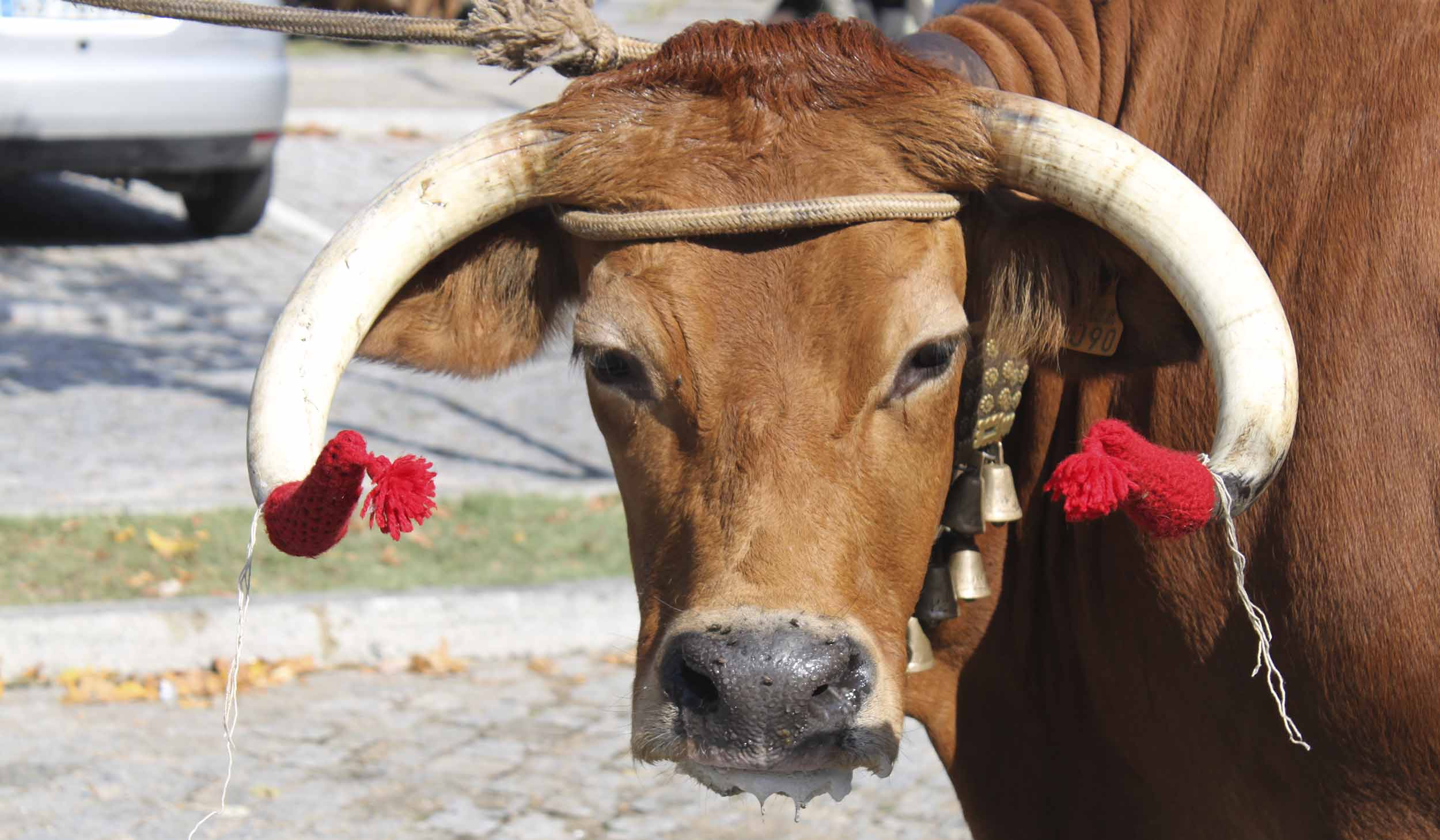 Abertas candidaturas para os produtores de Raça Arouquesa