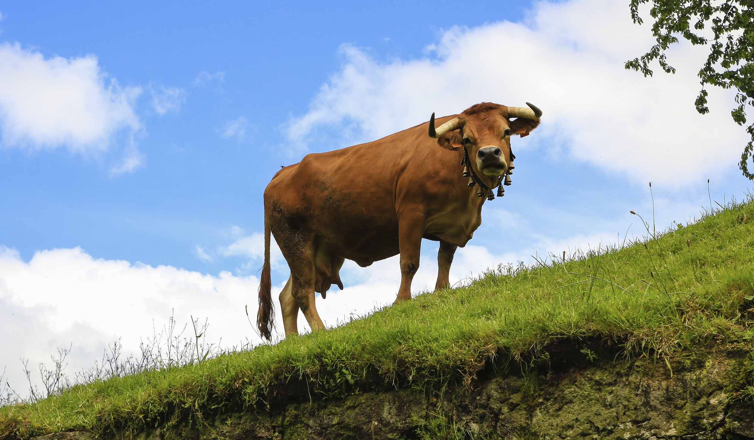 Abertas candidaturas para os produtores de Raça Arouquesa