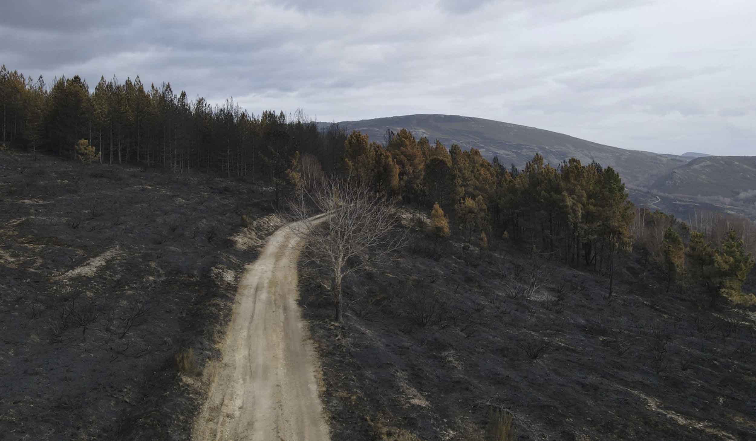 Edital — Candidatura à Operação C.3.2.4 | Restabelecimento do Potencial Silvícola (Incêndio de Alvarenga e Tugueirão)
